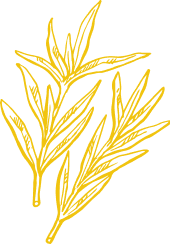 Shape Image